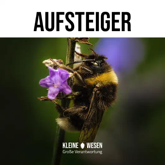 E2: Aufsteiger