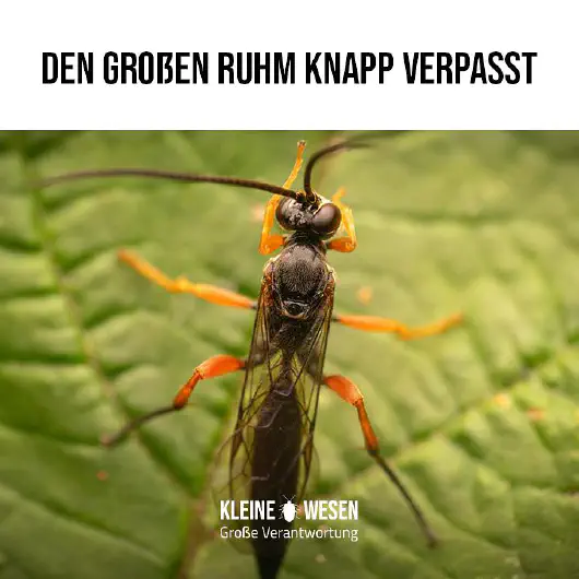 E6: Den großen Ruhm knapp verpasst