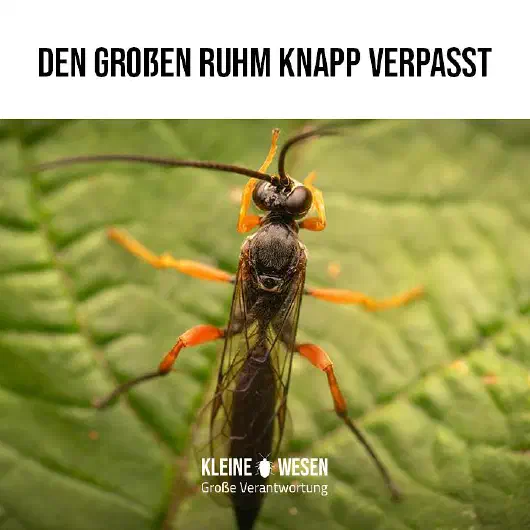 E6: Den großen Ruhm knapp verpasst