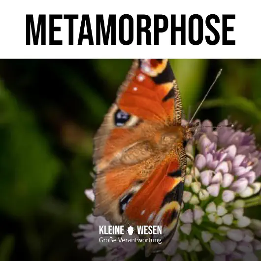 E14: Metamorphose