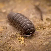 Auch Nachhaltigkeit kann inszeniert sein