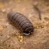 Auch Nachhaltigkeit kann inszeniert sein