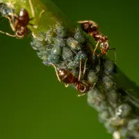 Aus Versehen Königin