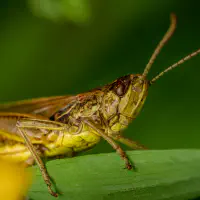 Der alte Mann und der Feldgrashüpfer
