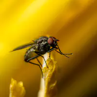 „Pfui“, sagt der Pudel – Eine Stubenfliege im Hundesalon