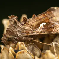 Was fühlt eine Gammaeule?