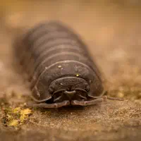 Konny and the blues — Tagebuch eines 26-Beiners