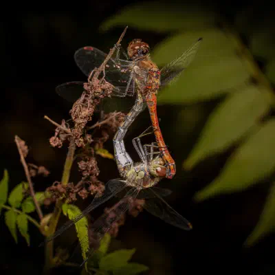 Tanz aus Liebe — ein exklusives Interview