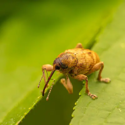 Franz und seine Reise in die Welt der Menschen