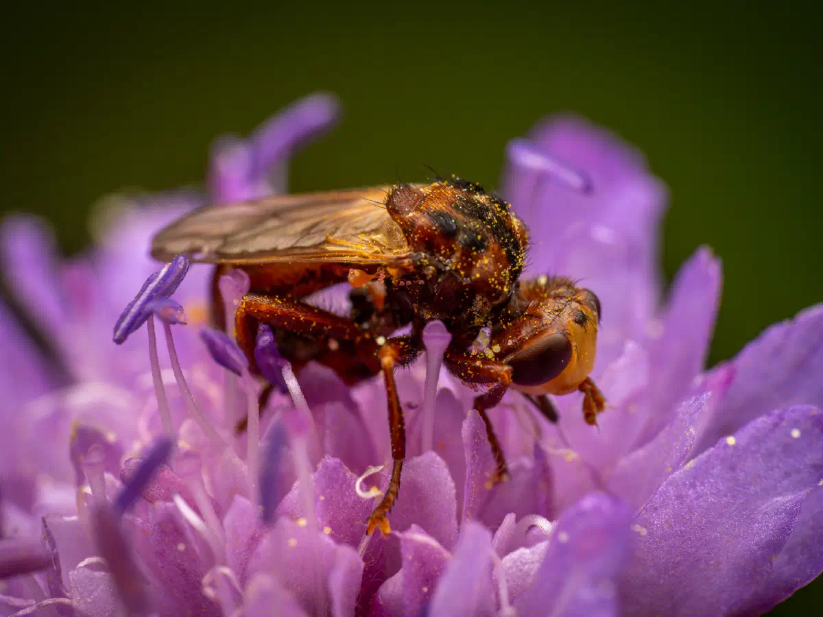 Gemeine Breitstirnblasenkopffliege