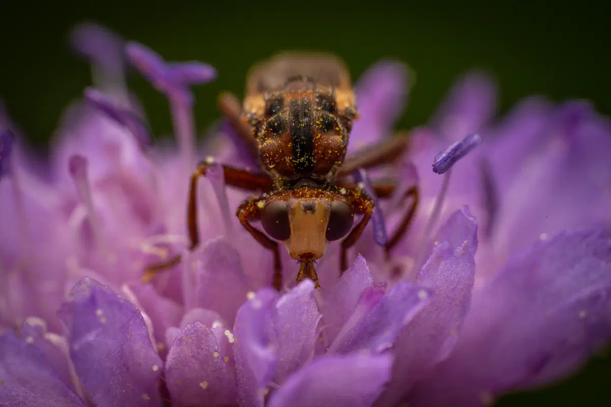 Gemeine Breitstirnblasenkopffliege