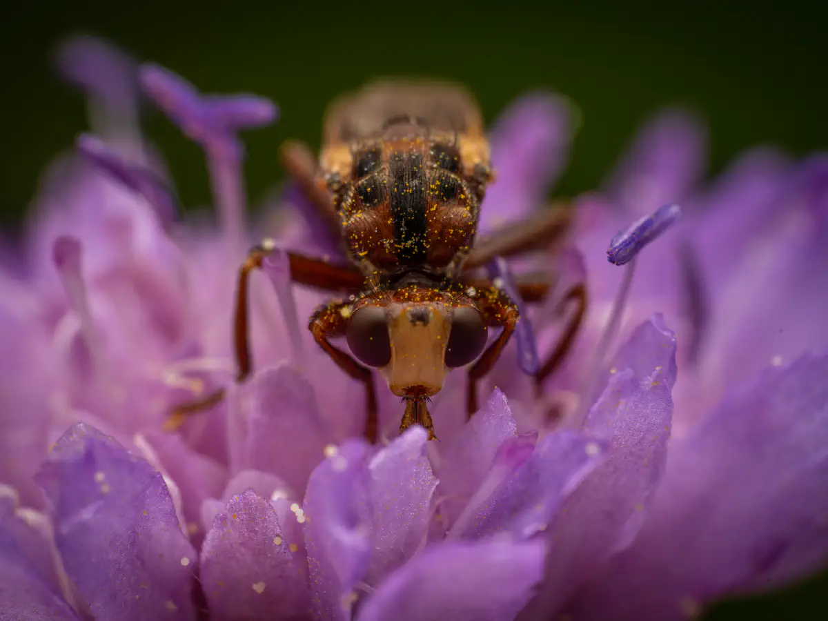Gemeine Breitstirnblasenkopffliege