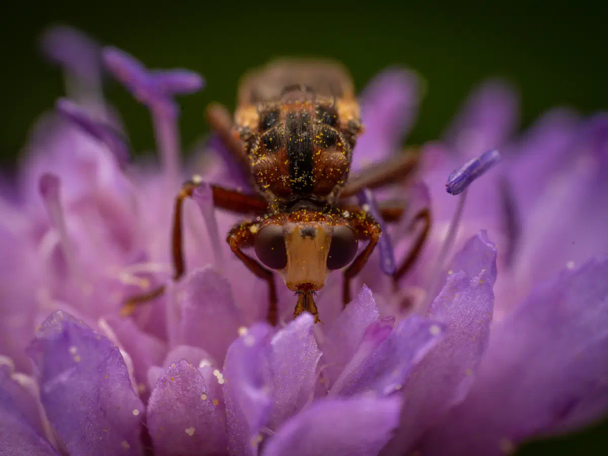 Gemeine Breitstirnblasenkopffliege