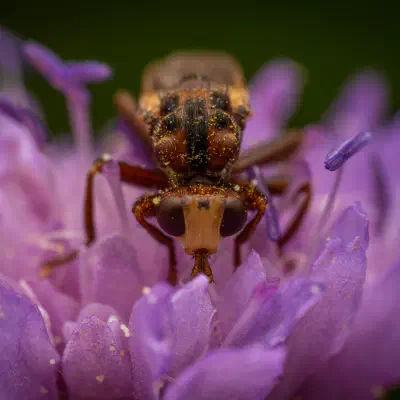 Gemeine Breitstirnblasenkopffliege