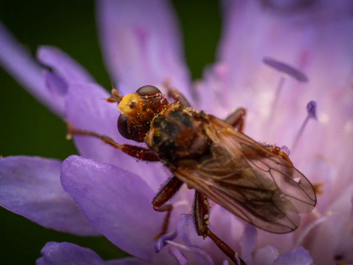 Gemeine Breitstirnblasenkopffliege