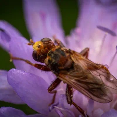 Gemeine Breitstirnblasenkopffliege