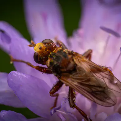 Gemeine Breitstirnblasenkopffliege