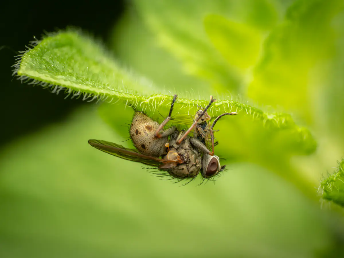Kleine Raubhausfliege