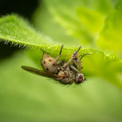 Kleine Raubhausfliege