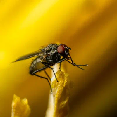 Stubenfliege
