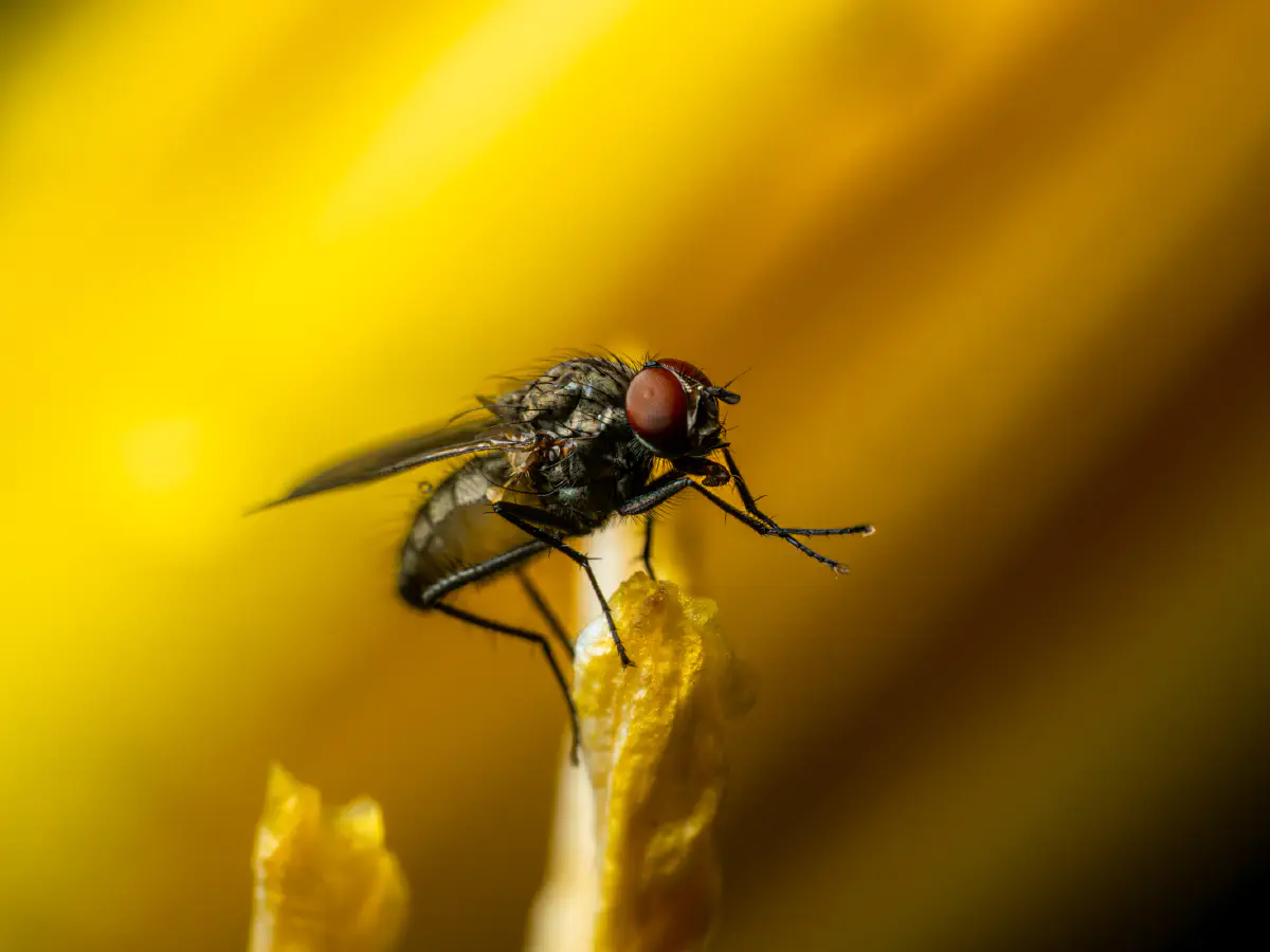 Stubenfliege