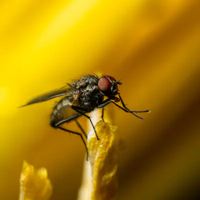 Stubenfliege