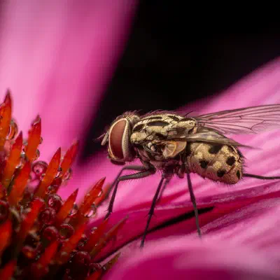 Fleischfliegen