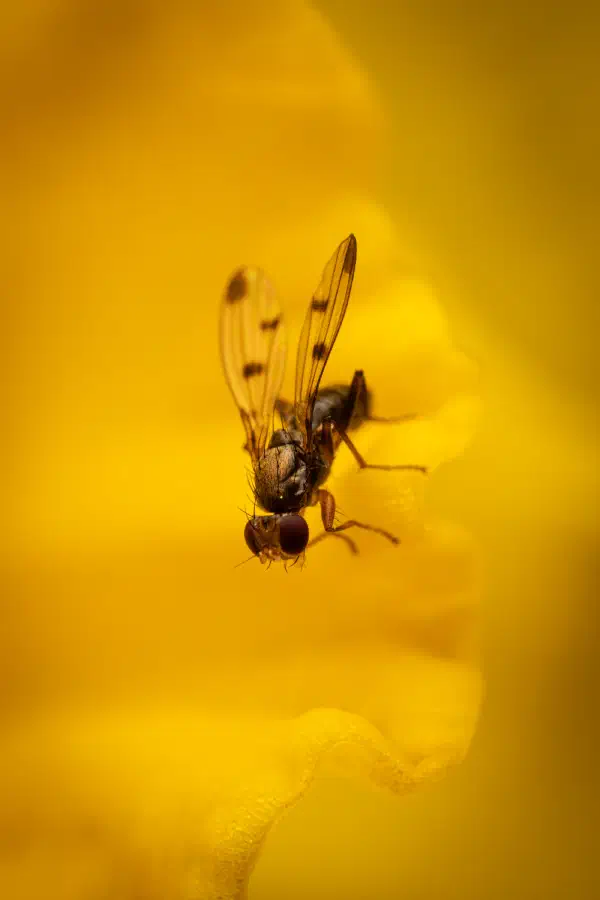 Grasfliegen – No. 2