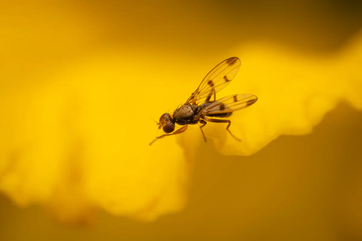 Grasfliegen – No. 3