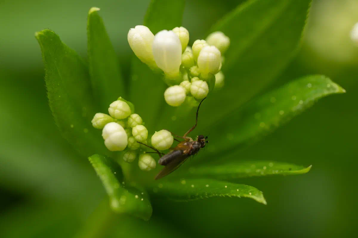 Lonchoptera – No. 1