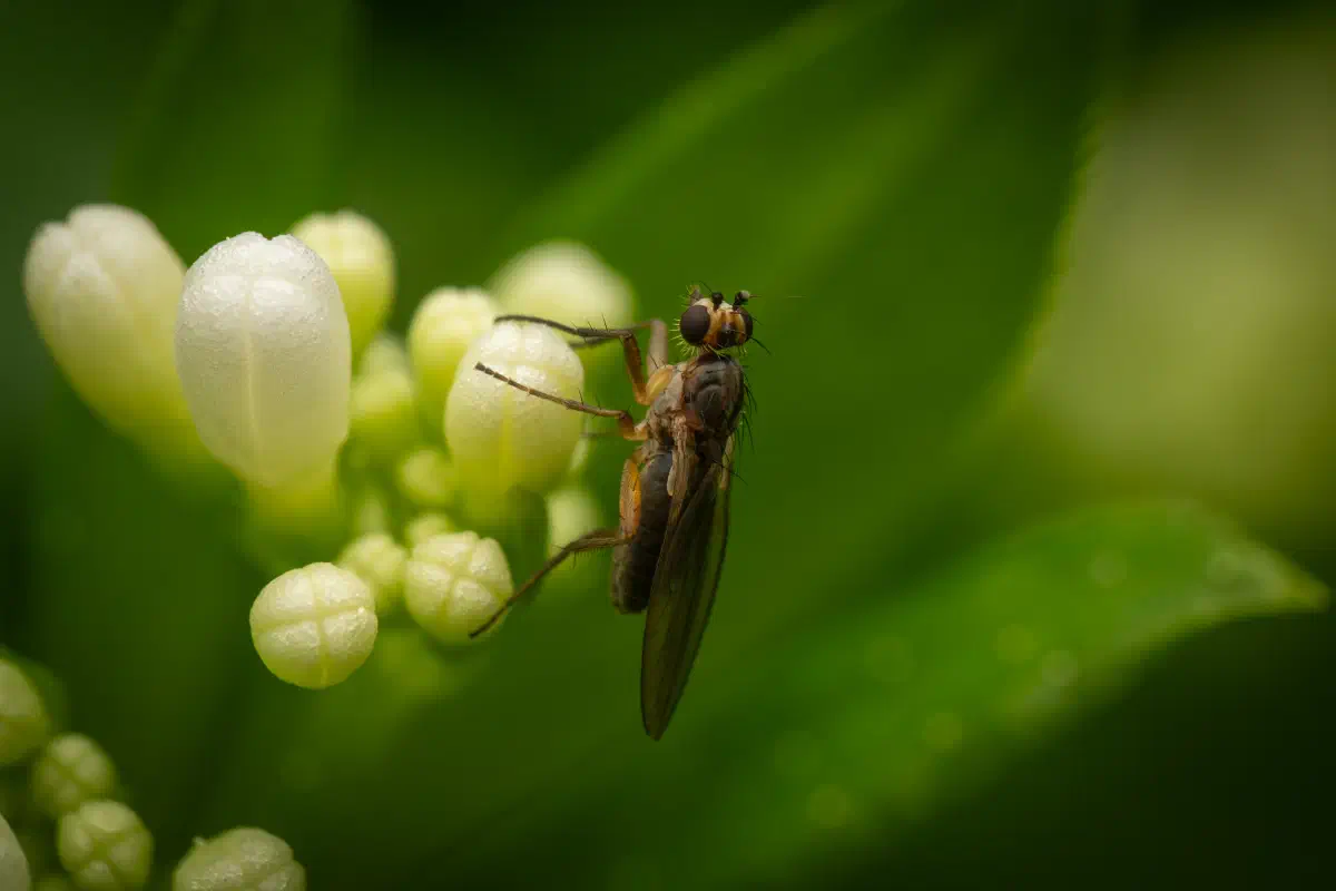 Lonchoptera – No. 2