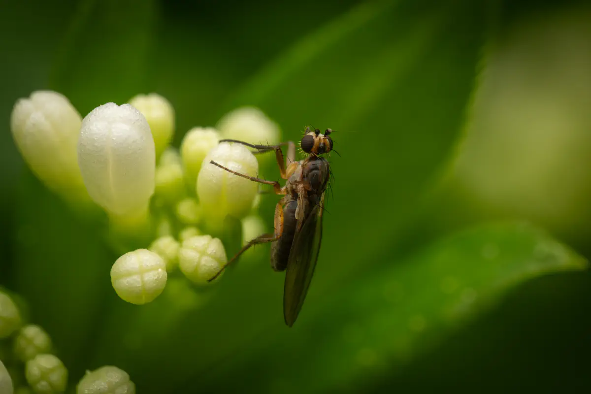 Lonchoptera – No. 2