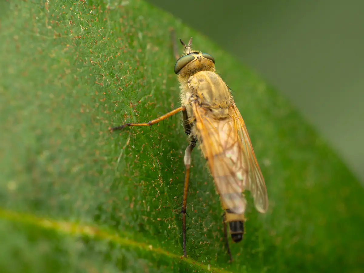 Gewöhnliche Stilettfliege