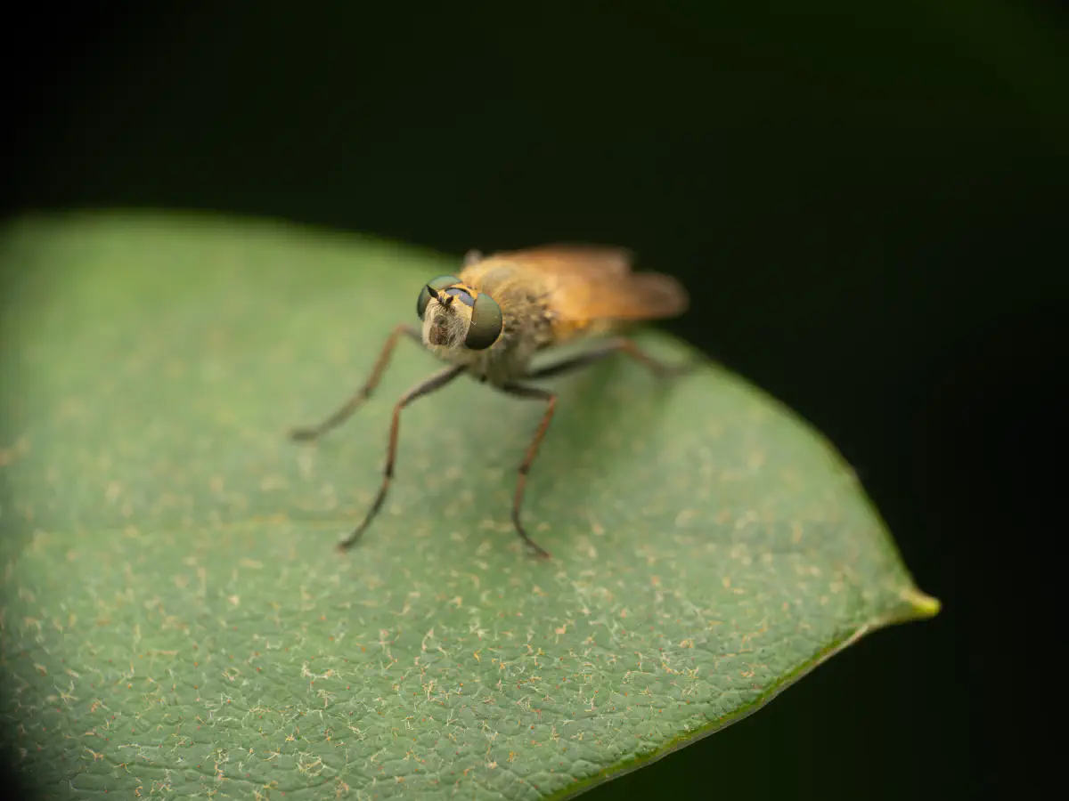 Gewöhnliche Stilettfliege