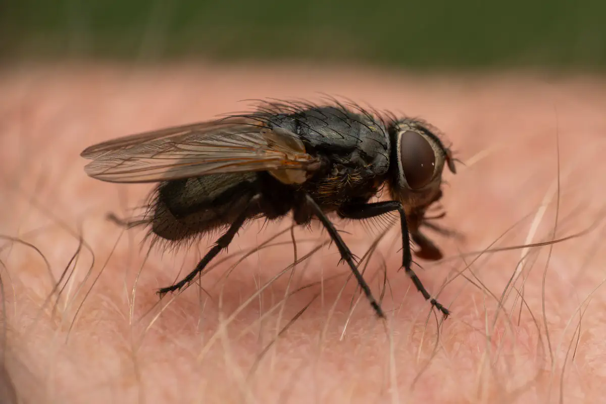 Polleniidae – No. 2