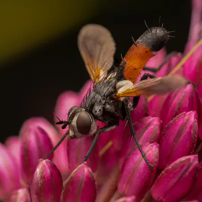Cylindromyia brassicaria