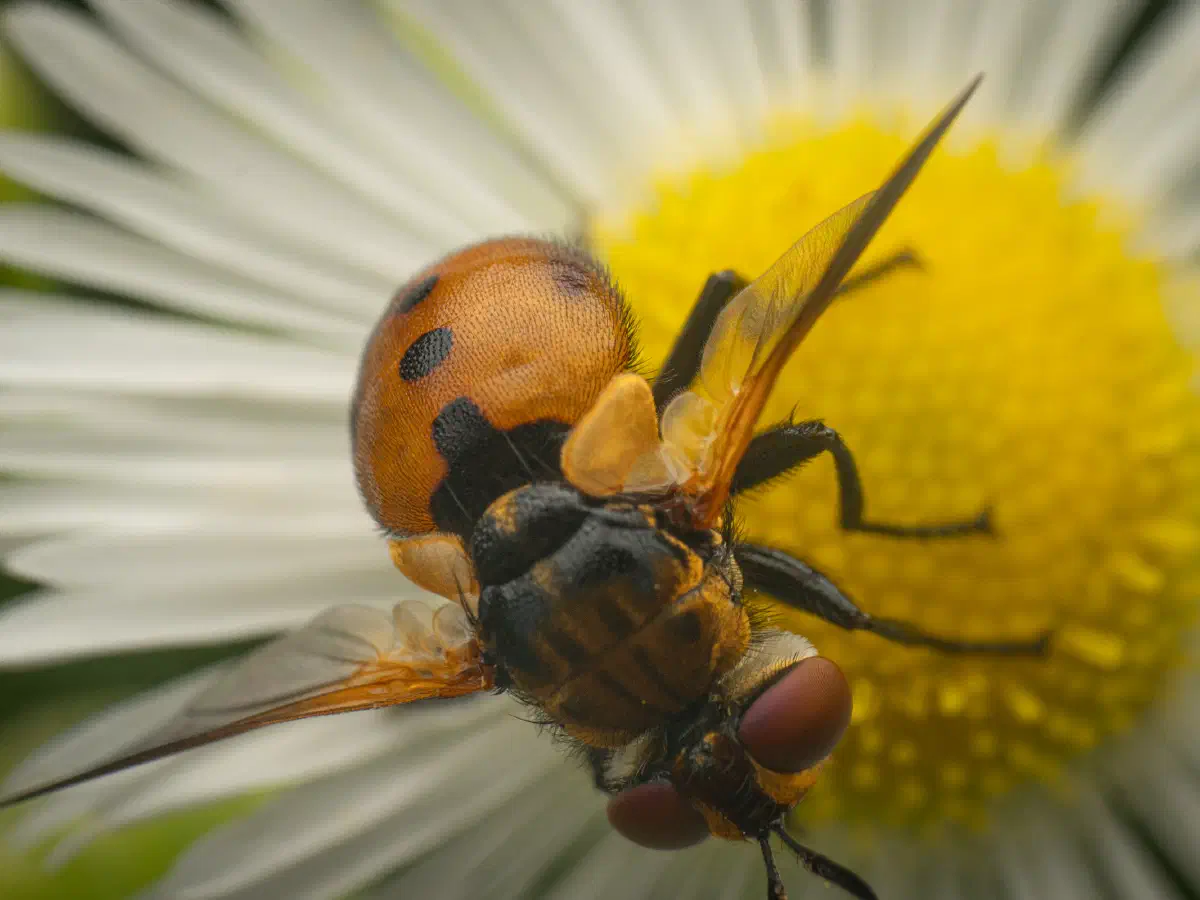 Gymnosoma rotundatum