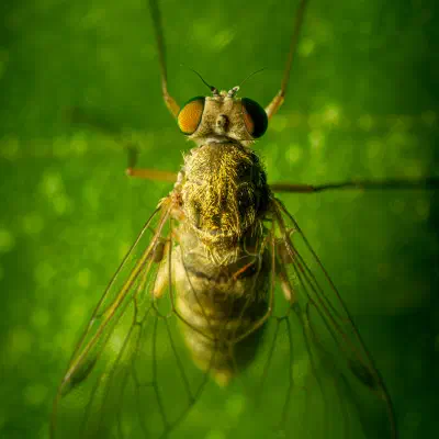 Baum-Schnepfenfliege