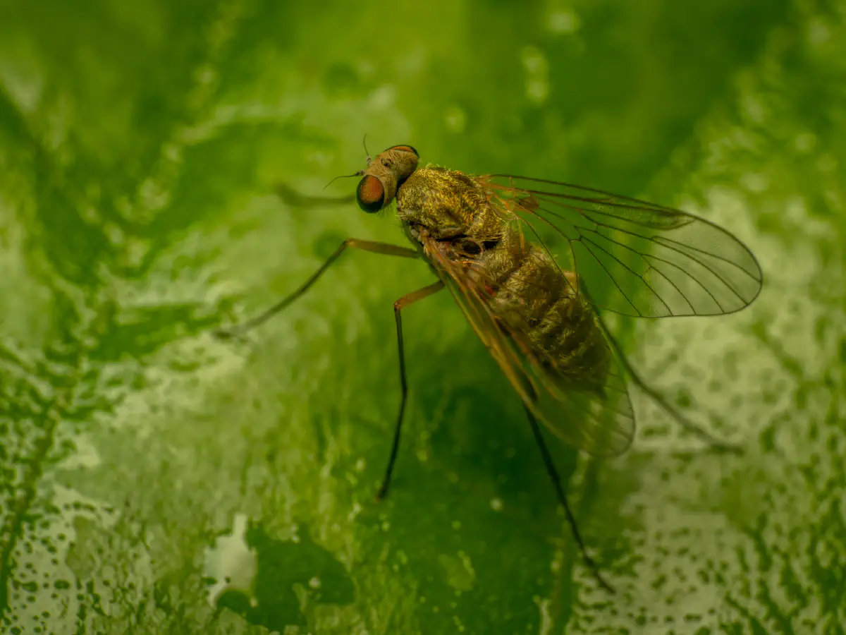 Baum-Schnepfenfliege