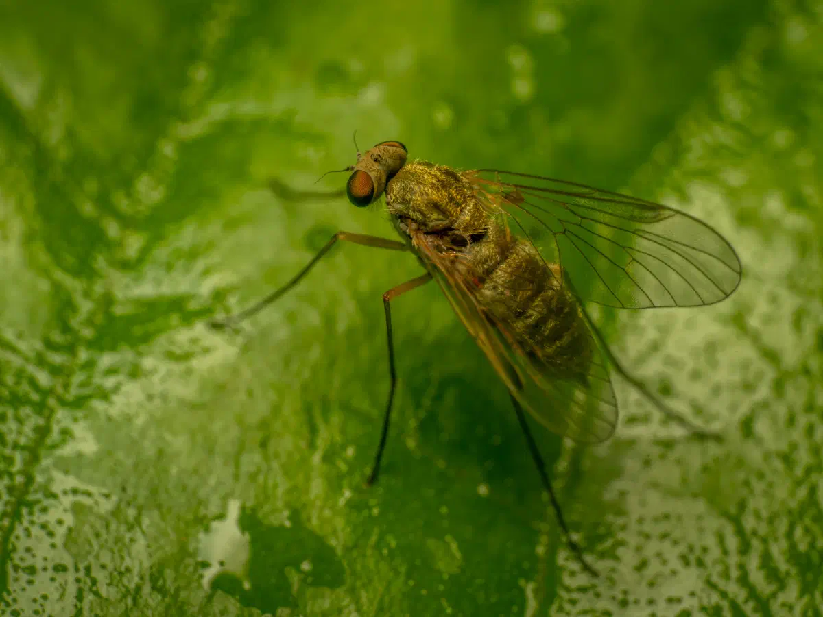 Baum-Schnepfenfliege