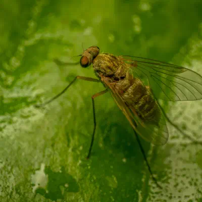Baum-Schnepfenfliege