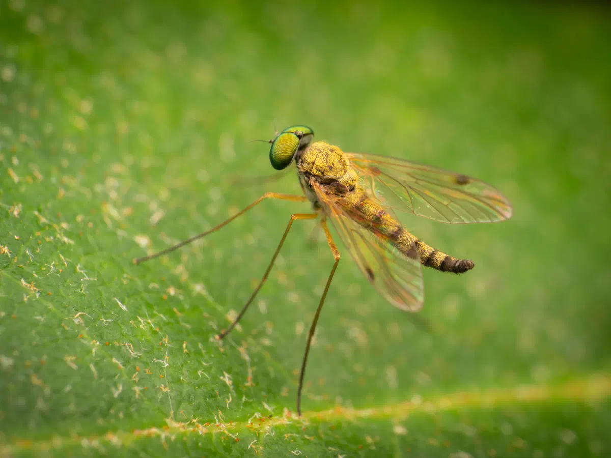 Kleine Schnepfenfliege