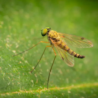 Kleine Schnepfenfliege