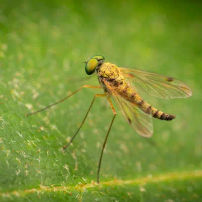 Kleine Schnepfenfliege