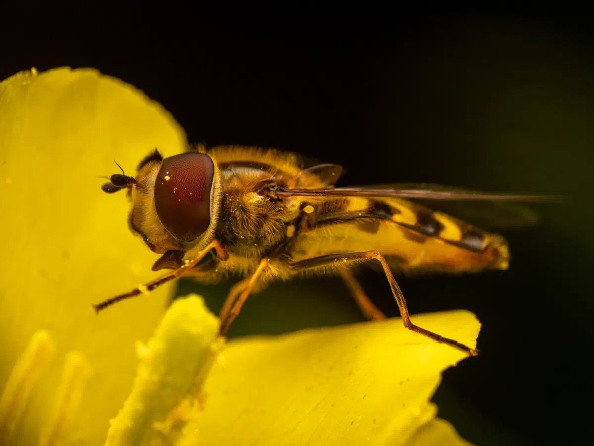 Frühe Großstirnschwebfliege