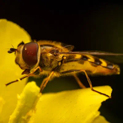 Frühe Großstirnschwebfliege
