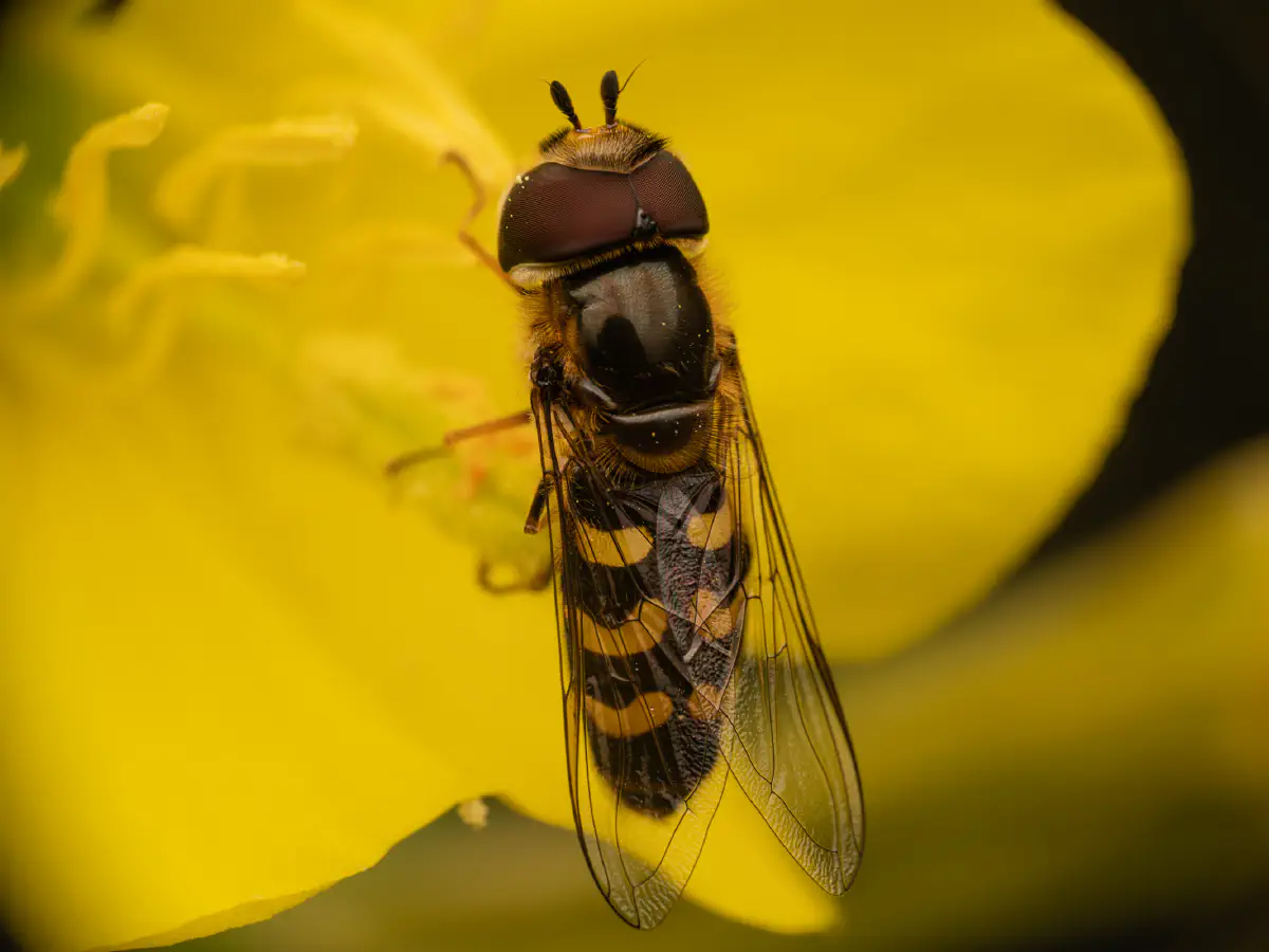 Frühe Großstirnschwebfliege