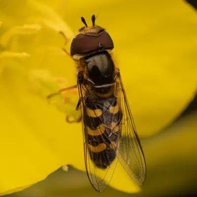 Frühe Großstirnschwebfliege