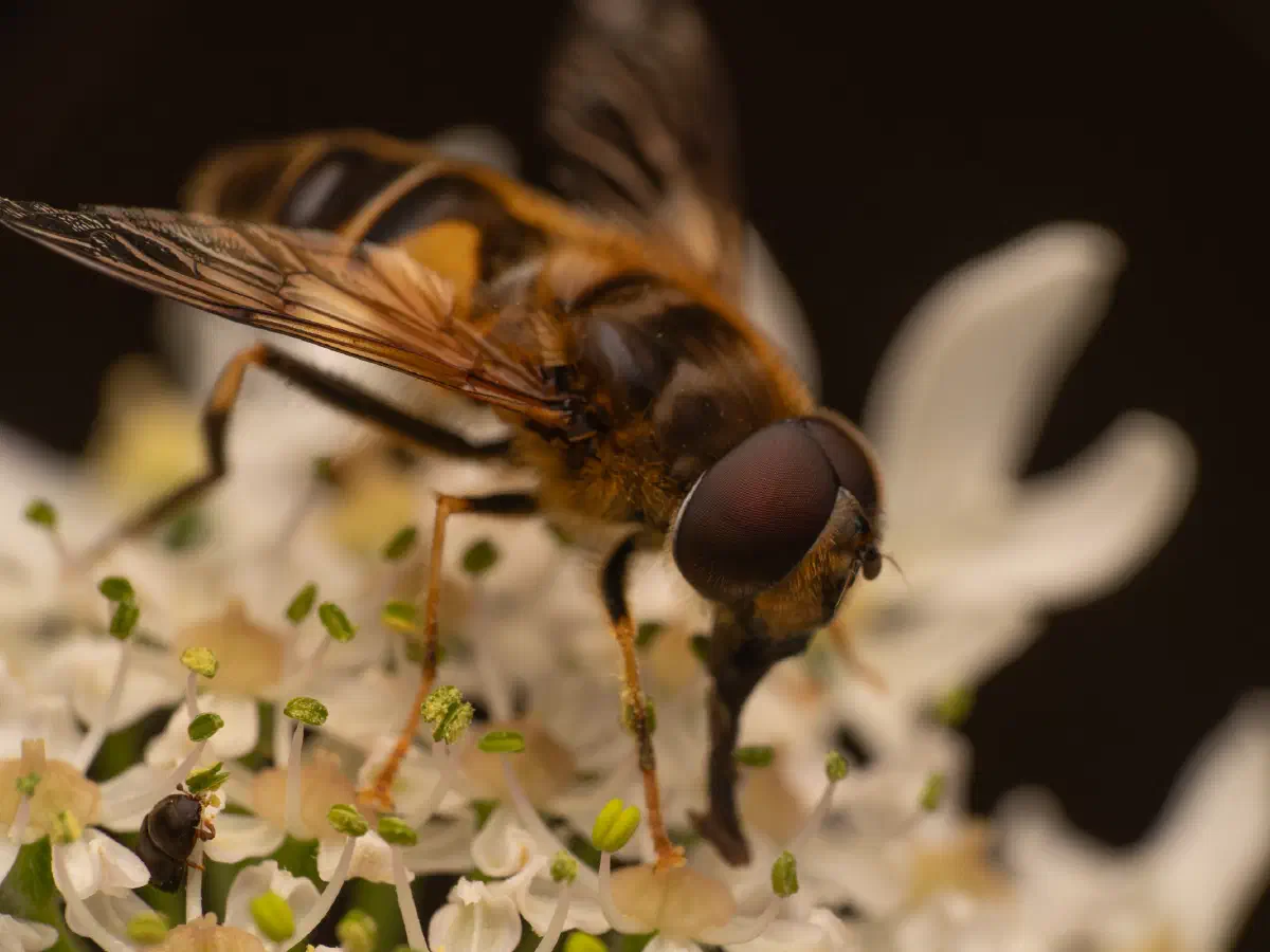 Gemeine Keilfleckschwebfliege