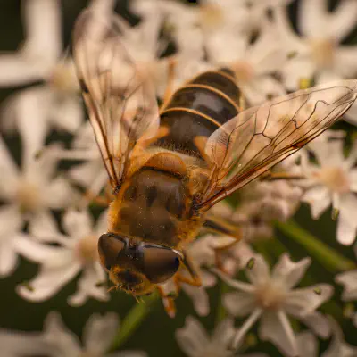 Gemeine Keilfleckschwebfliege